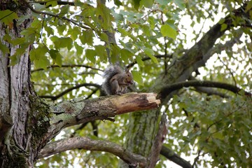 One squirrel and a nut on a tree