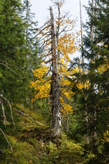 Bäume mit herbstlichen Blättern in den schönsten gelben Farben