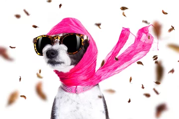 Foto auf Acrylglas Lustiger Hund schicker Diva-Hund im Herbst oder Herbstwind