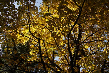 Bäume mit herbstlichen Blättern in den schönsten gelben Farben