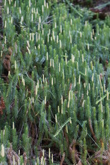 Wunder schöne Pflanzen im Herbst