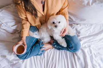 beautiful woman playing with her cute maltese dog at home. Drinking tea or coffee on bed. Relax and Lifestyle - obrazy, fototapety, plakaty