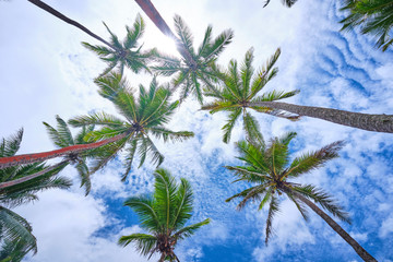 Fototapeta na wymiar Palm trees with blue sky during on the Coral Coast, Fiji