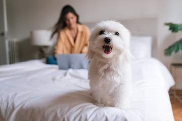 beautiful woman working on laptop at home on bed. Cute small maltese dog besides. Lifestyle - obrazy, fototapety, plakaty