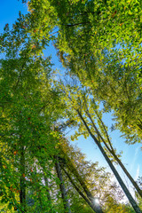 Die Baumwipfel eines herbstlichen Buchenwaldes