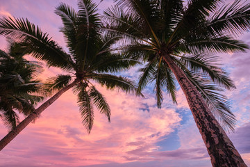 Fototapeta na wymiar Two palm trees framing bright pink sky sunset on Coral Coast in Fiji