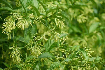 Green plant and beautiful leaves