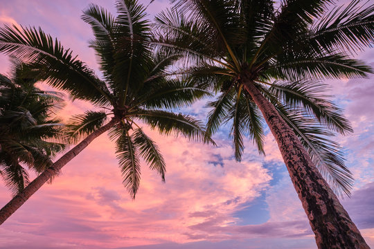 Two palm trees framing bright pink sky sunset on Coral Coast in Fiji