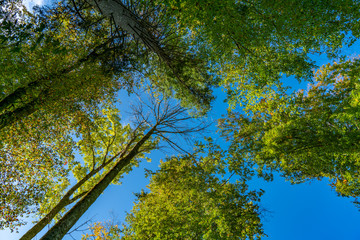 Blick von unten in das Baumdach eines Herbstwaldes