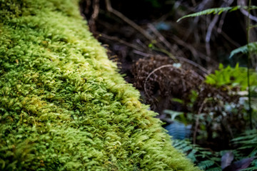 Green Moss on a fallen Tree