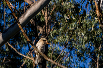 Kookaburra in Eucalyptus