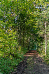 Waldweg durch die herbstlichen Bäume hindurch