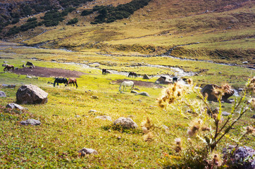 Fototapeta na wymiar Beautiful graceful horses grazing near the river in the highlands
