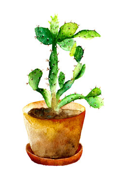 Watercolor Prickly Pear Cacctus isolated on white background
