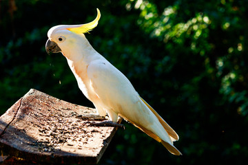 cockatoo