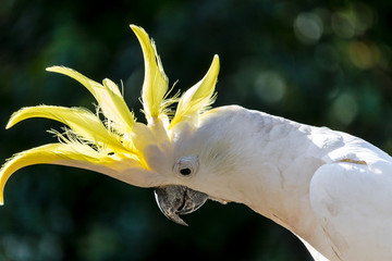 cockatoo