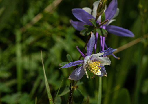 Purple Columbine Flowers at Yankee Boy Basin, Mount Sneffels Wilderness, Ouray, Colorado