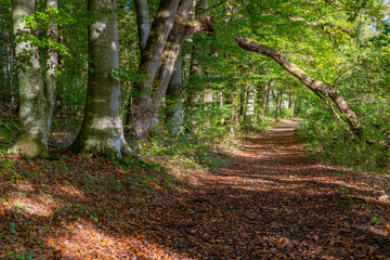 Mit Laub bedeckter Weg in einem herbstlichen Wald