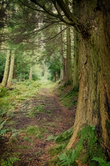 Woodland in north wales uk 