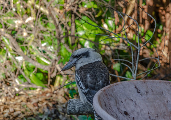 Kookaburra