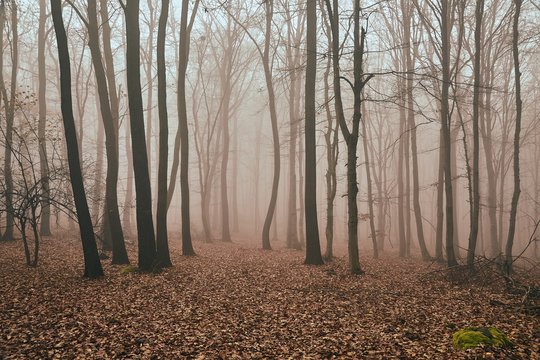 Foggy, misty forest in late autumn, fallen leaves
