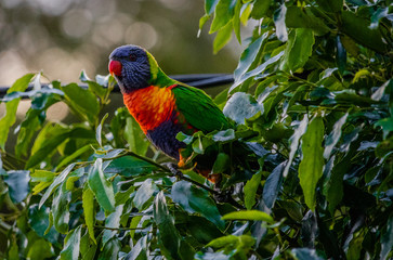 lorikeet