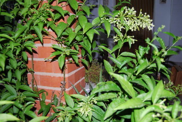 Fototapeta na wymiar Wild Jasmine Plant at Night
