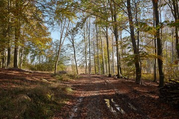 Forest path with colorful autumn leaves