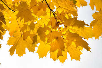 Background of bright yellow maple leaves in the sunlight. Backgrounds, structures, designs.