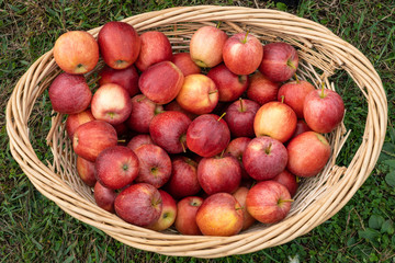 wicker basket sitting on the grass full of beautiful delicious fresh and crisp fall apples
