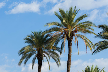 tall palms in the blue sky, nature background