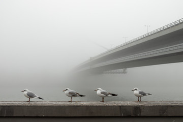 A flock of gulls is sitting on bridge, selective focus