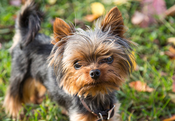 Portrait of a Yorkshire Terrier on a background of green grass yellow leaves. Pets, dogs, mammals.