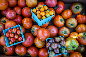 tomatoes at the market