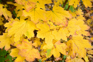 Naklejka na ściany i meble Autumn Leaves Background. Colorful autumn