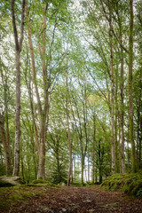 Woodland in north wales uk 