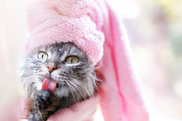 Funny wet gray tabby kitten after bath with pink towel around his head. Just washed lovely fluffy cat with big eyes licking his paws.
