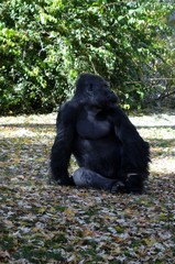 Obraz na płótnie Canvas A gorilla sitting in his habitat