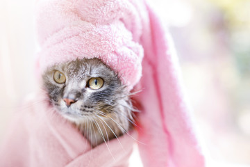 Funny wet gray tabby kitten after bath wrapped in towel. Just washed lovely fluffy cat with yellow eyes with pink towel around his head.