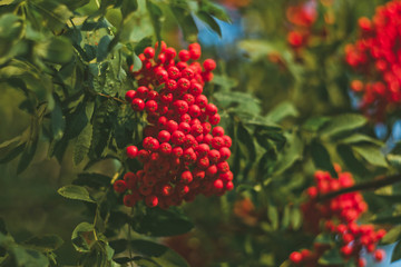 A bright red bunch of rowan berries on a background of green foliage. Natural background