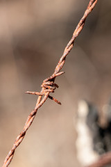 barbed wire fence