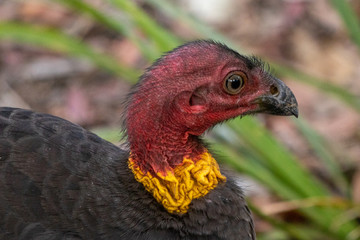 Bush Turkey