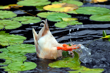 Ducking beneath surface