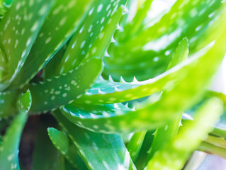 Abstract natural background of aloe vera green leaves in the sunlight close-up. Cosmetic and medical background