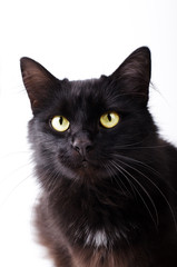 Portrait of a Gorgeous fluffy black cat with bright yellow eyes.