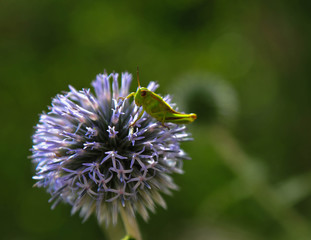 Green Grasshopper hanging on a Globe Thistle
