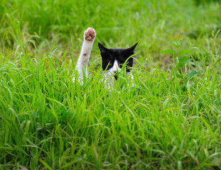 Got a question for you, a cat says while out in the field catching mice on the farm