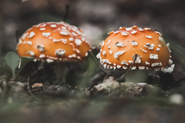 Falling Leafs, Growing Mushrooms the Fall Season