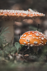 Falling Leafs, Growing Mushrooms the Fall Season