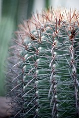 macro cactus at the national botanic garden